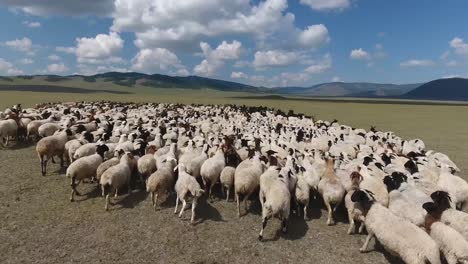 Aerial-drone-shot-flying-over-big-herd-of-sheep-in-endless-landscape-Mongolia.